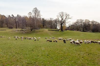 The King's sheep on Royal Djurgården